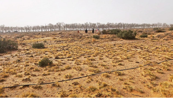 《无尽的拉格朗日》四年坚守初心,在荒漠植下五万株绿色希望!